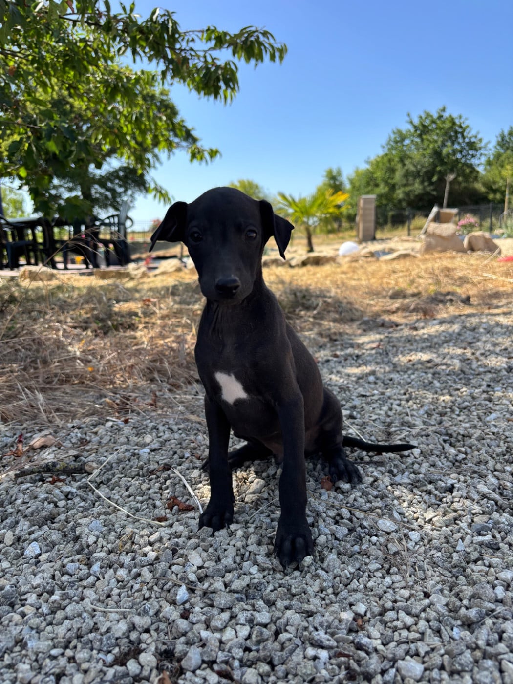BILL. - Male 1