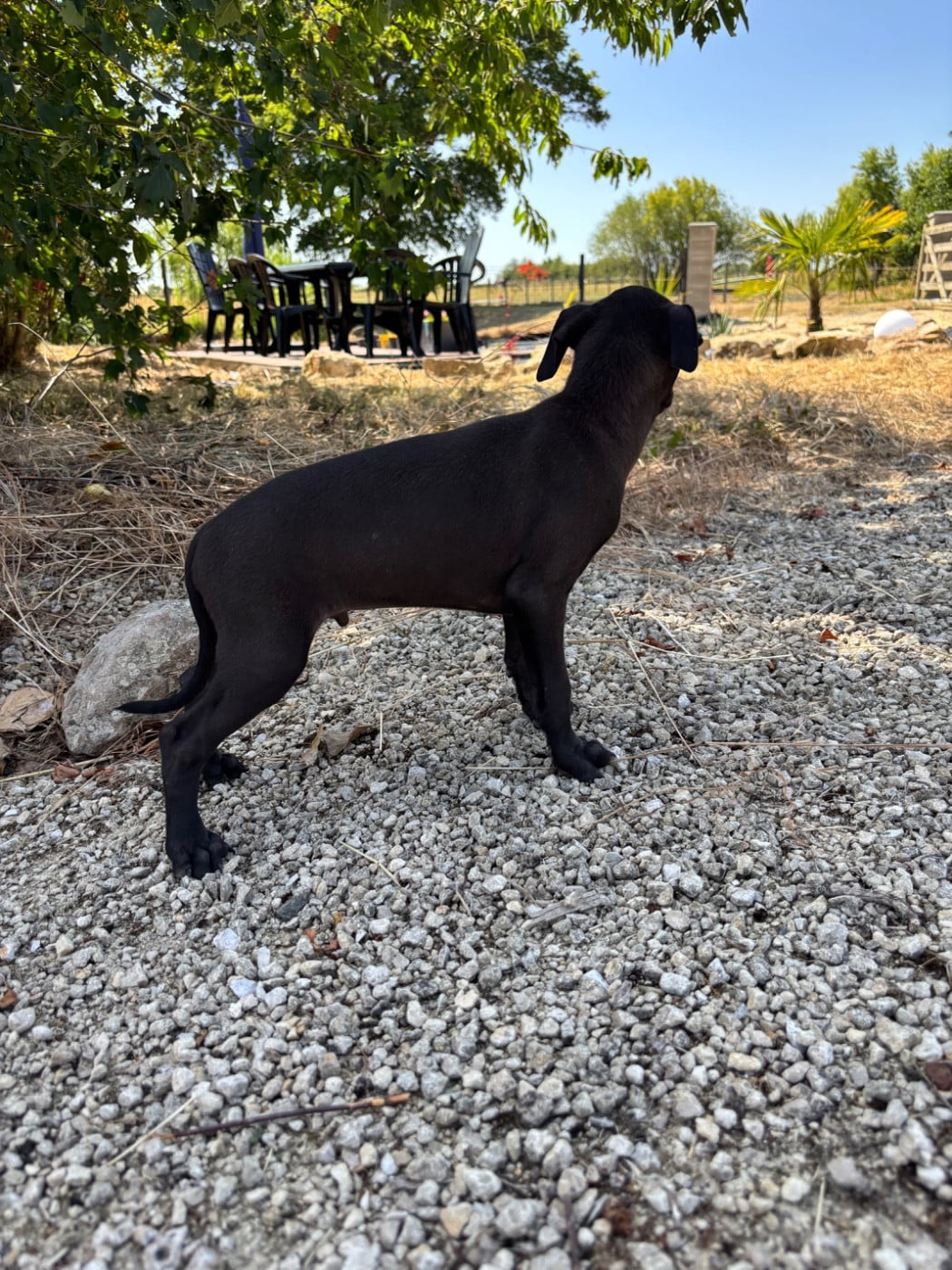 BILL. - Male 1
