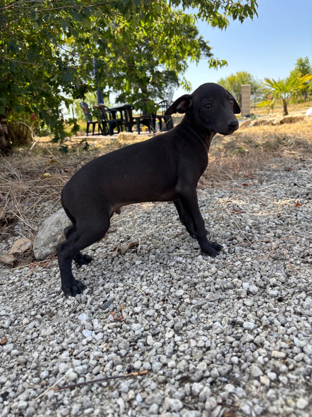 BILL. - Male 1