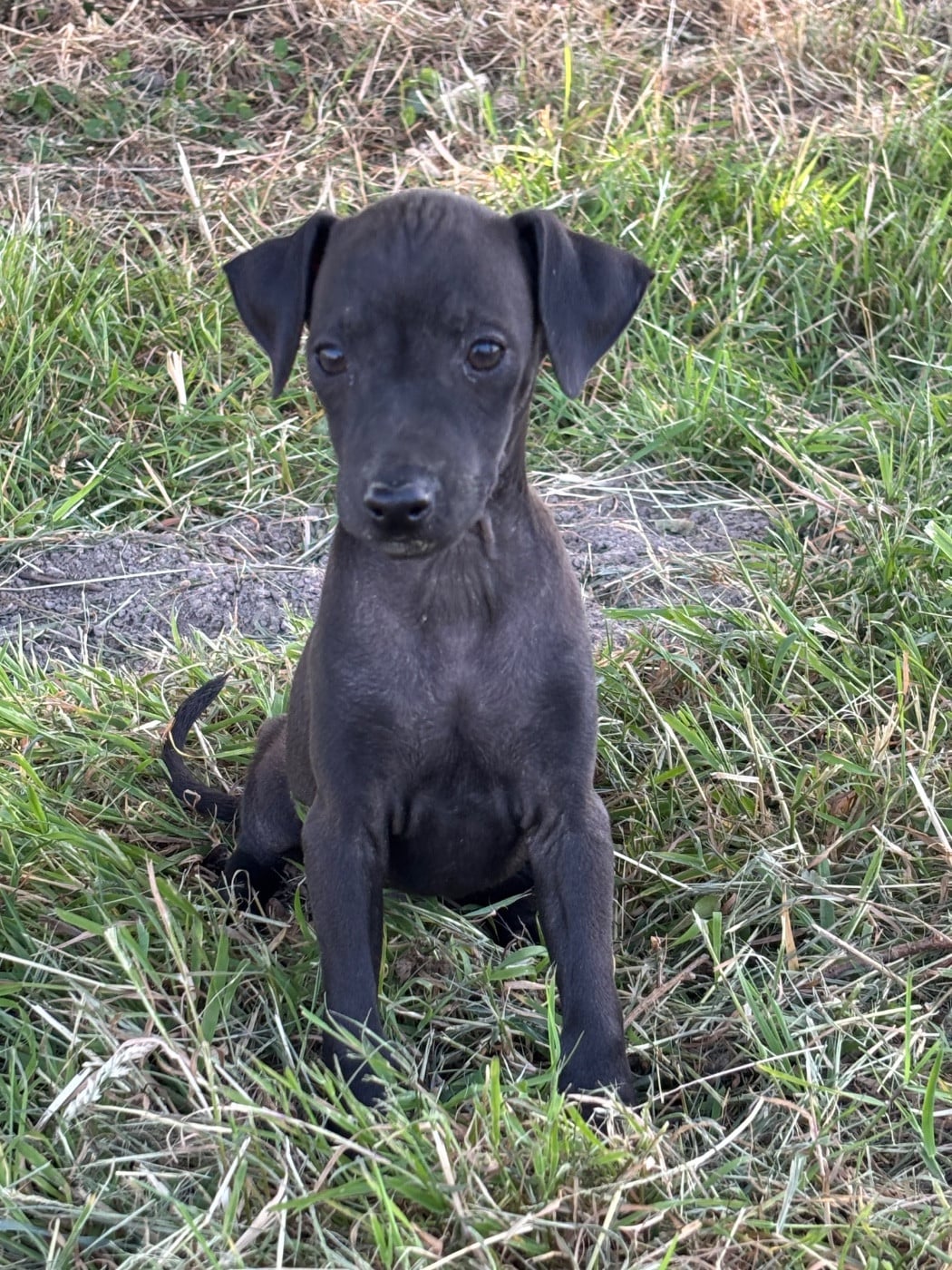 BOB - male 2