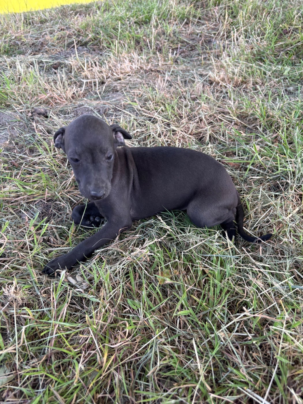 BOB - male 2