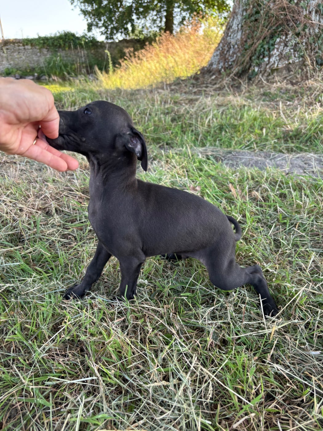 BOB - male 2