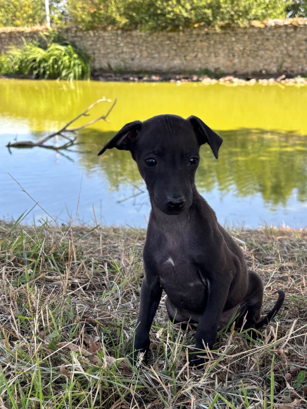 BISCUIT - male 3