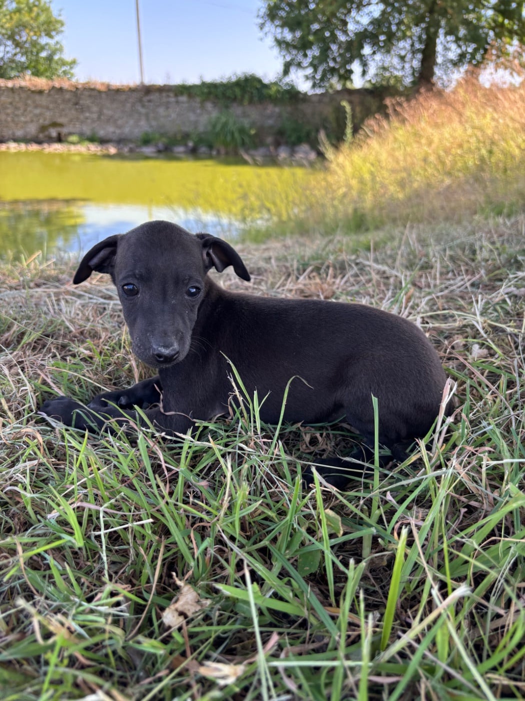 BISCUIT - male 3