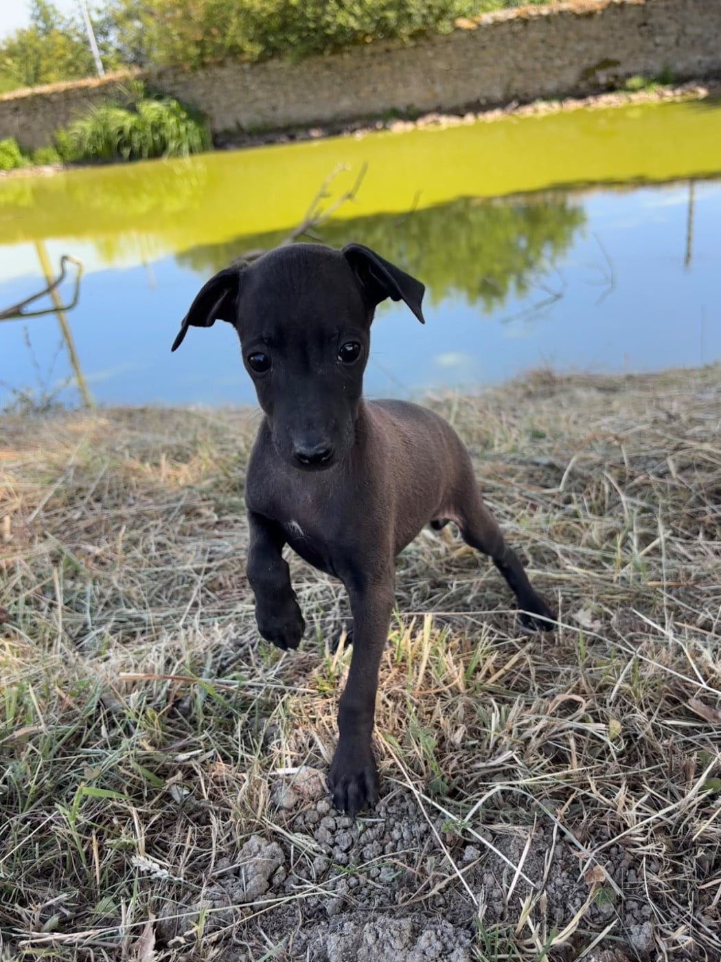 BISCUIT - male 3