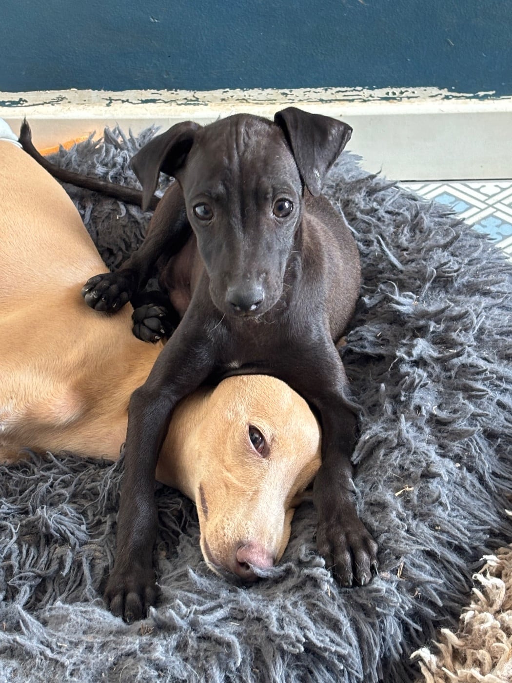 BISCUIT - male 3