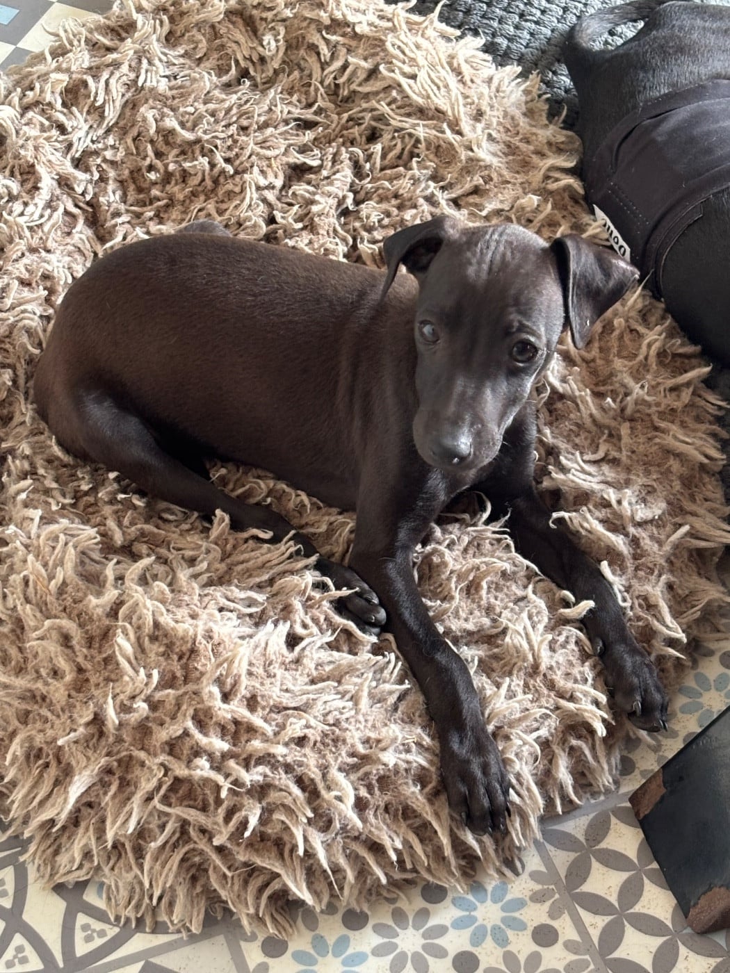 BISCUIT - male 3