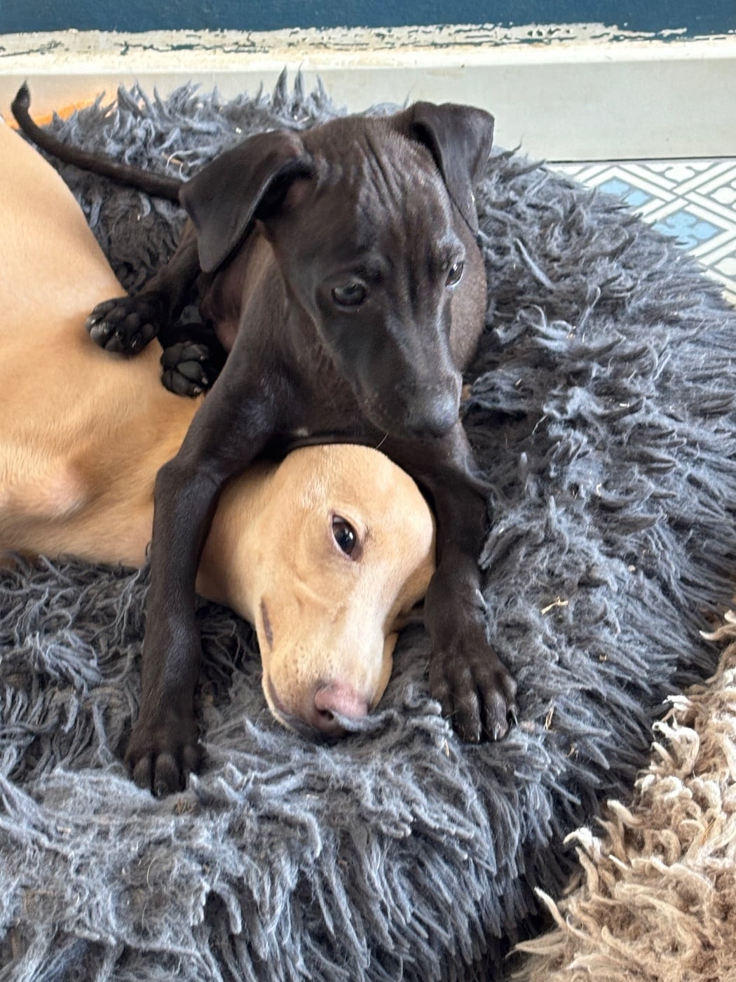 BISCUIT - male 3