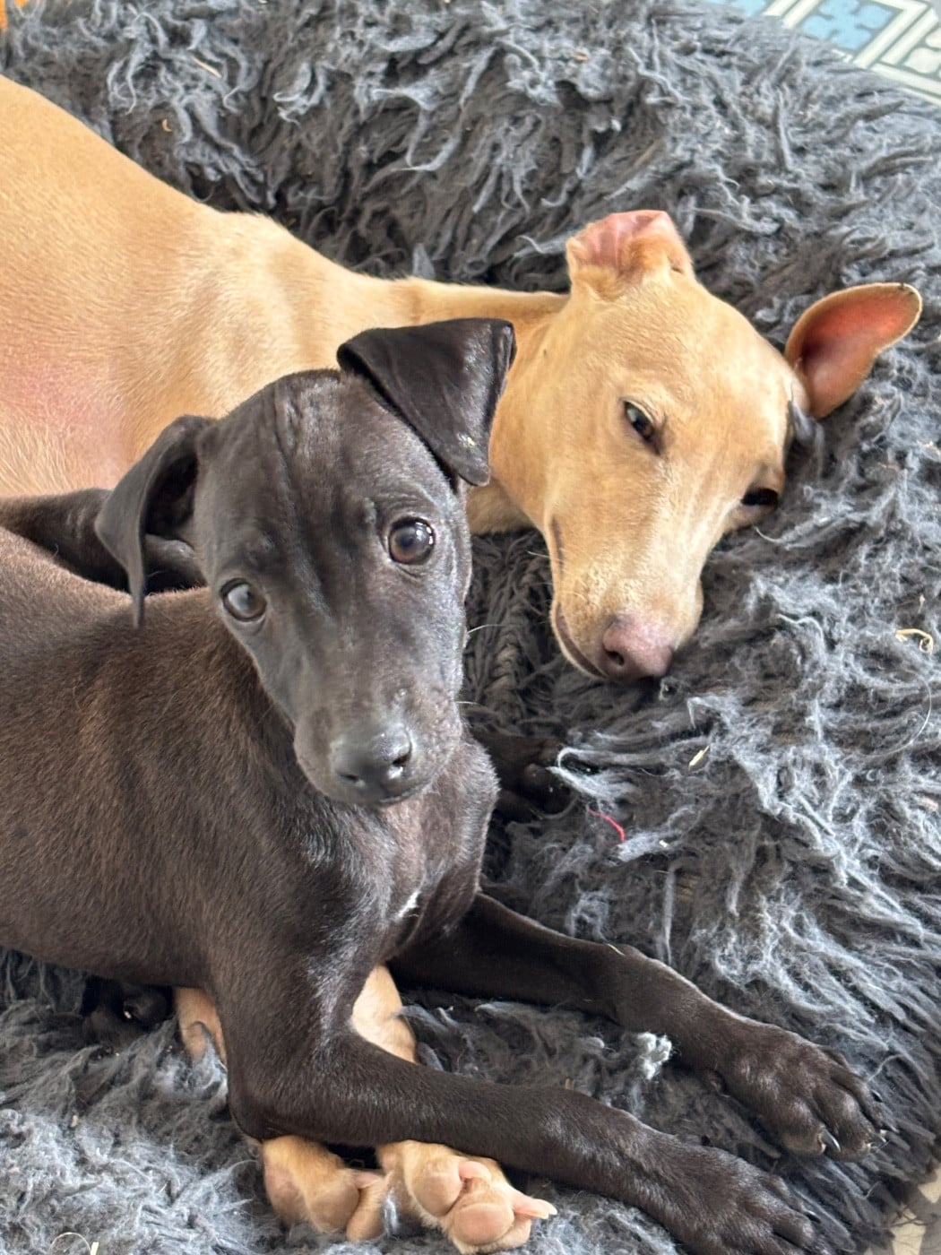 BISCUIT - male 3