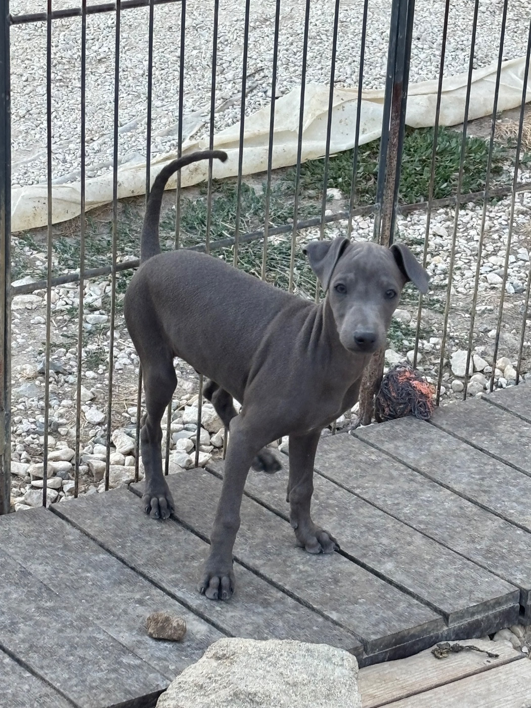 BENEDICT - male 4