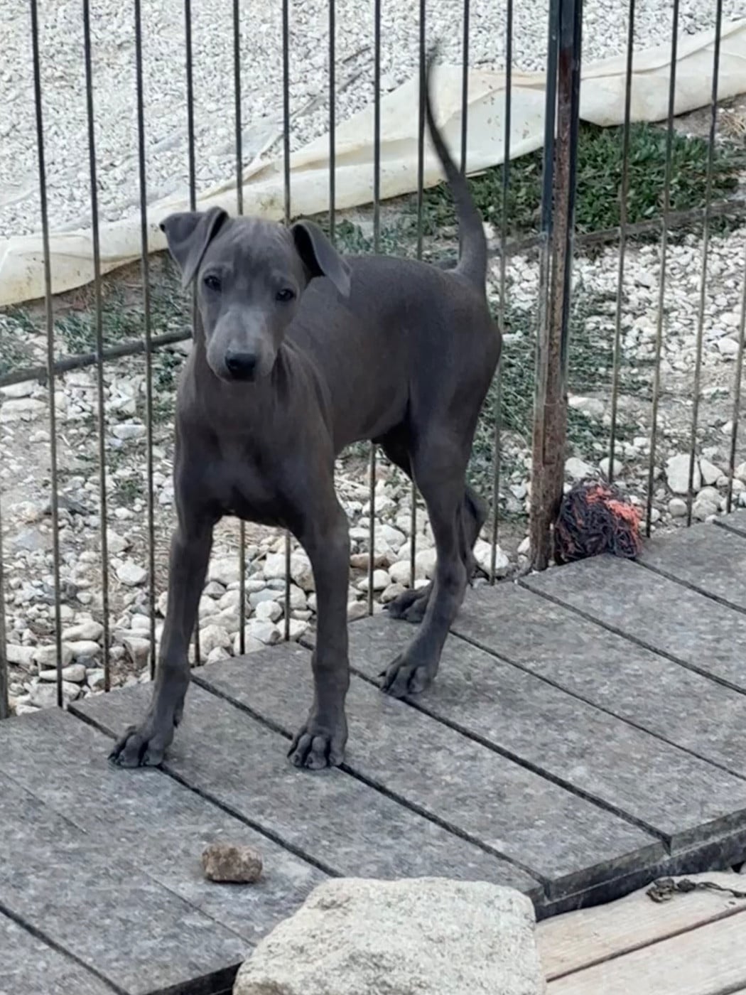BENEDICT - male 4