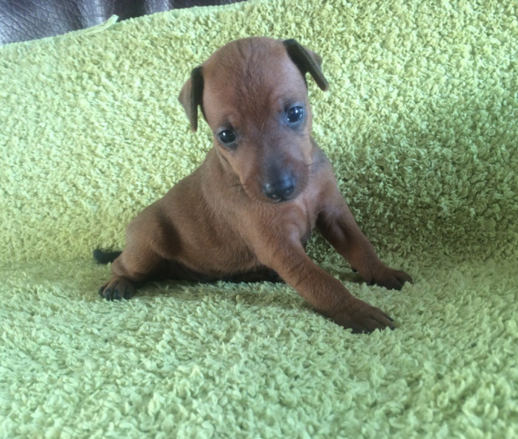 Pinscher Nain à Vendre Le Bon Coin