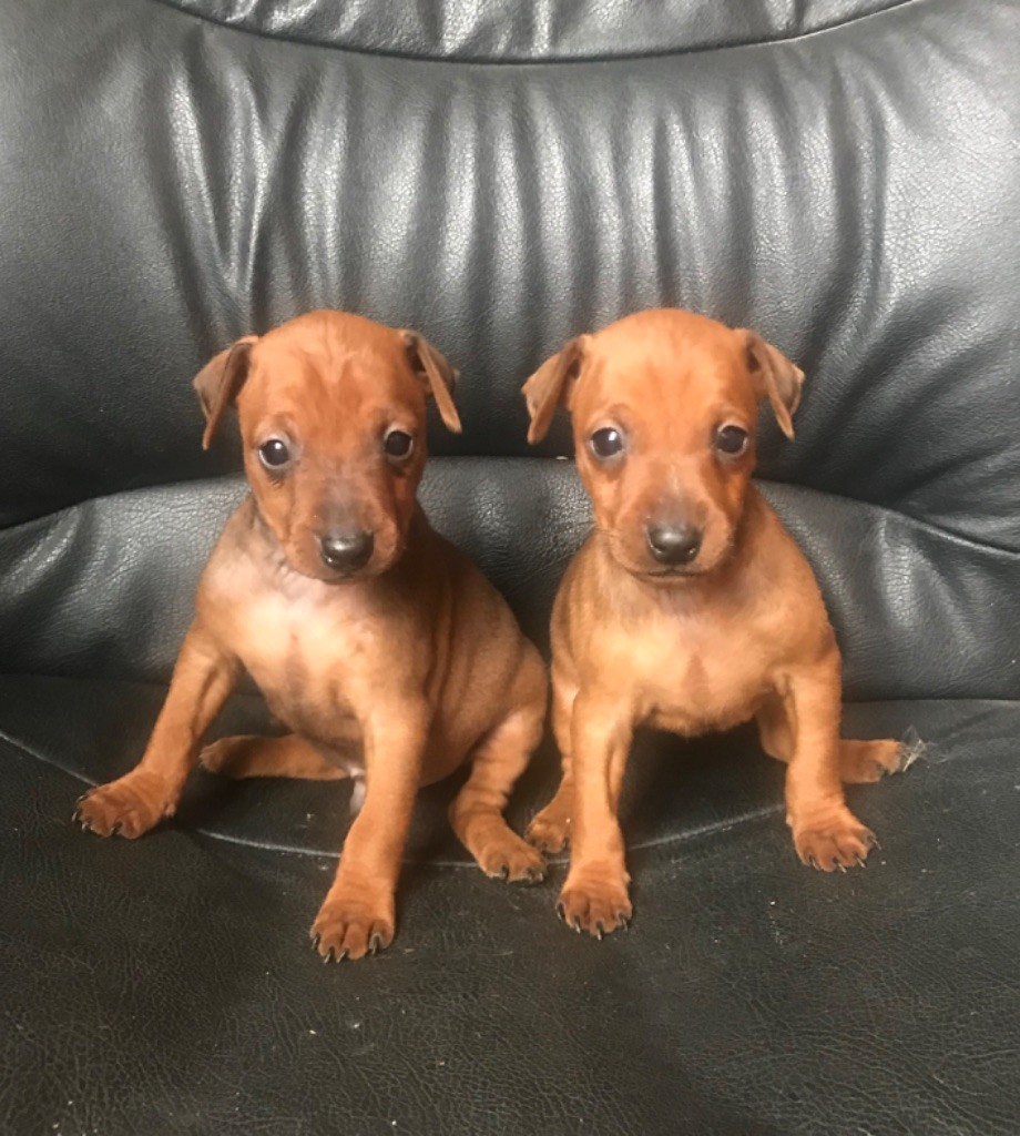 Chiots de la race Pinscher nain disponibles sur chiotsdefrance
