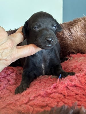 Les chiots de Petit Levrier Italien