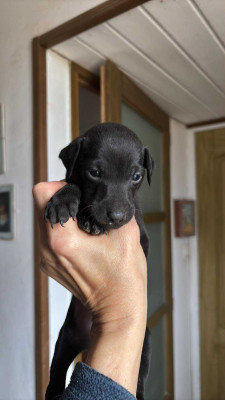 Les chiots de Petit Levrier Italien