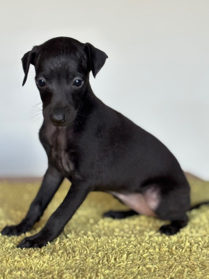 Les chiots de Petit Levrier Italien