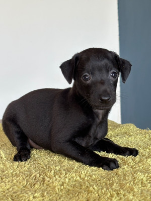 Les chiots de Petit Levrier Italien