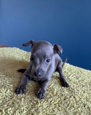 Les chiots de Petit Levrier Italien