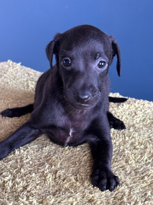 Les chiots de Petit Levrier Italien
