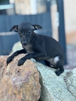 Les chiots de Petit Levrier Italien