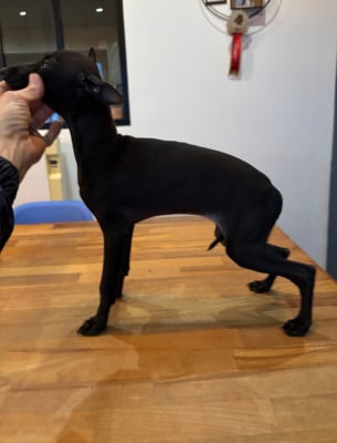 Les chiots de Petit Levrier Italien