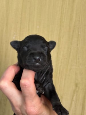 B ..Male 1 - Petit Levrier Italien