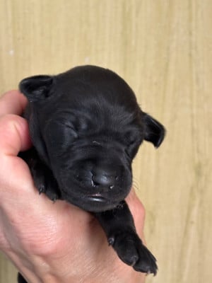 B male 2 - Petit Levrier Italien