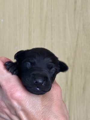 B male 3 - Petit Levrier Italien