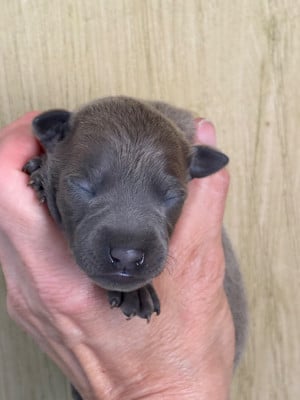 B male 5 - Petit Levrier Italien