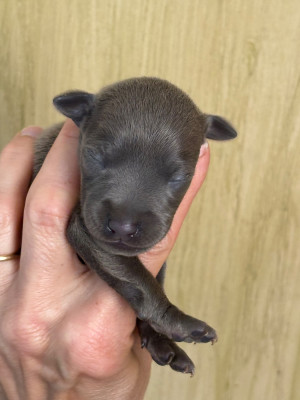 B male 6 - Petit Levrier Italien