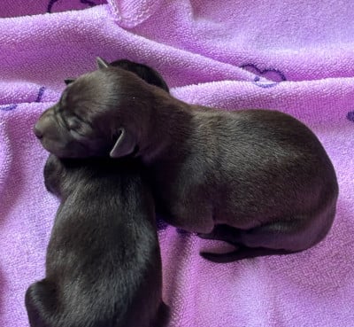 Chiot N°1 - Petit Levrier Italien