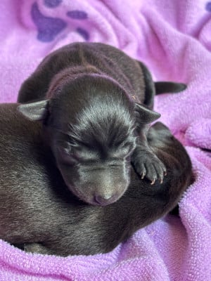 Chiot N°2 - Petit Levrier Italien