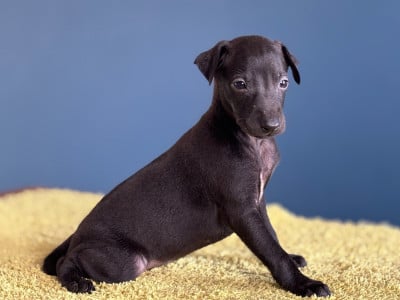 Les chiots de Petit Levrier Italien