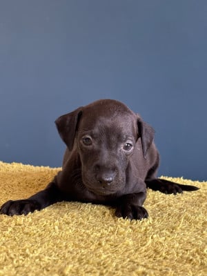 Les chiots de Petit Levrier Italien