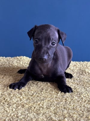 Les chiots de Petit Levrier Italien