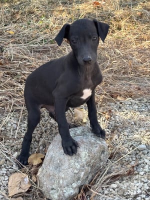 Les chiots de Petit Levrier Italien