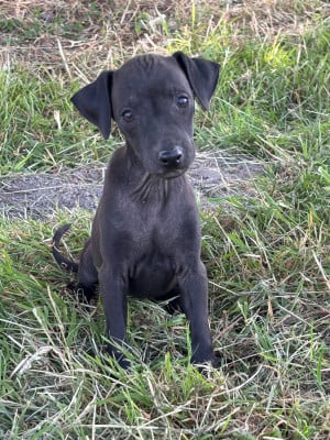 Les chiots de Petit Levrier Italien
