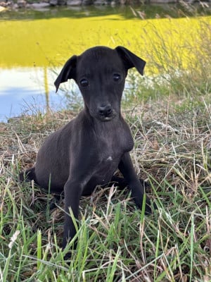Les chiots de Petit Levrier Italien