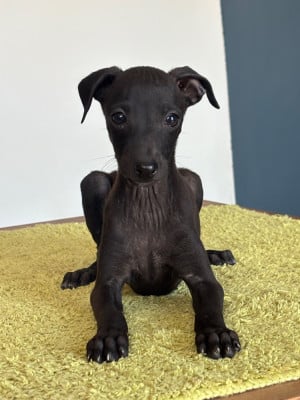 Les chiots de Petit Levrier Italien