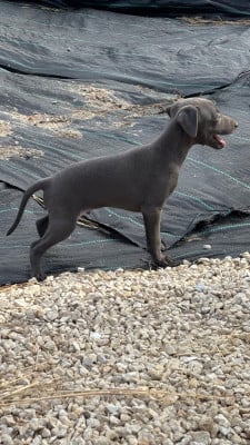 Les chiots de Petit Levrier Italien