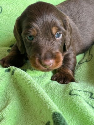 Les chiots de Teckel poil long