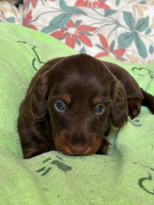 Les chiots de Teckel poil long