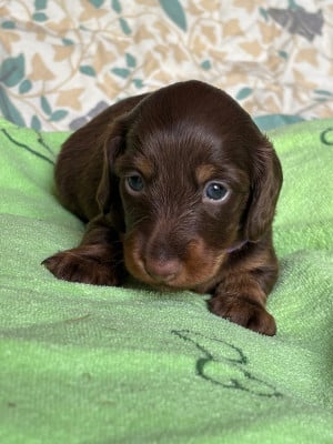 Les chiots de Teckel poil long