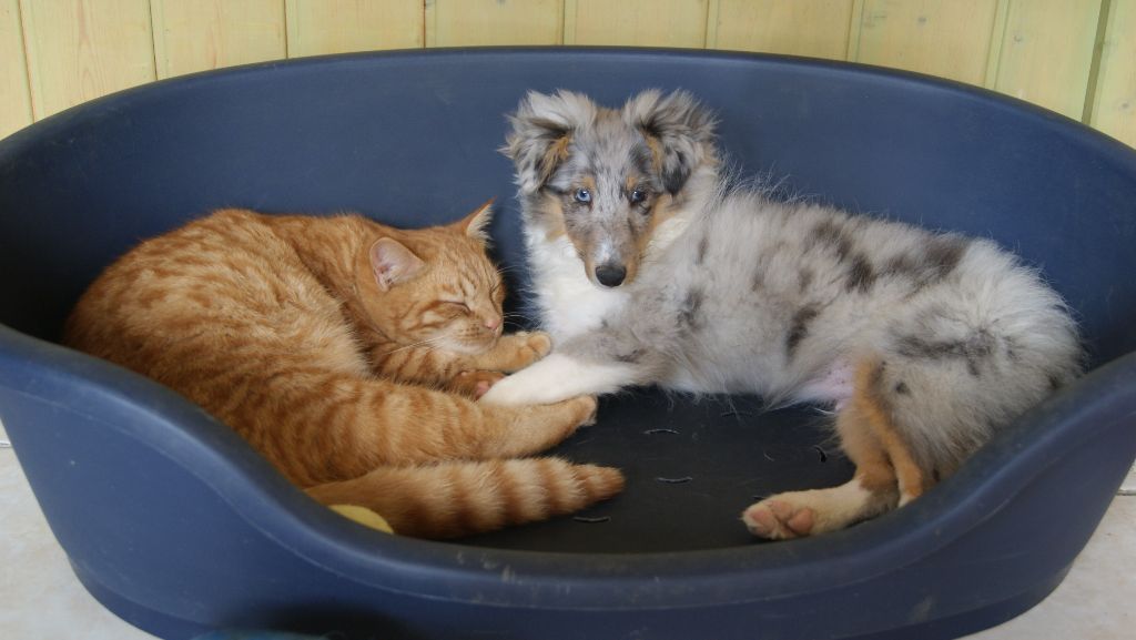Accueil Elevage Des Pinscheboules Eleveur De Chiens