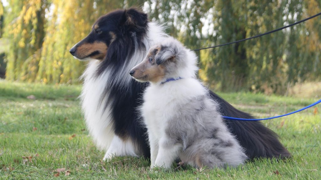 Accueil Elevage Des Pinscheboules Eleveur De Chiens