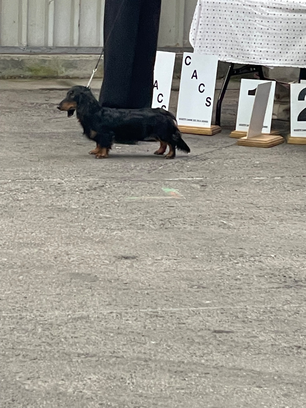 Azzaro de Massugeon - 1 er Tres Prometteur -MEILLEUR PUPPY