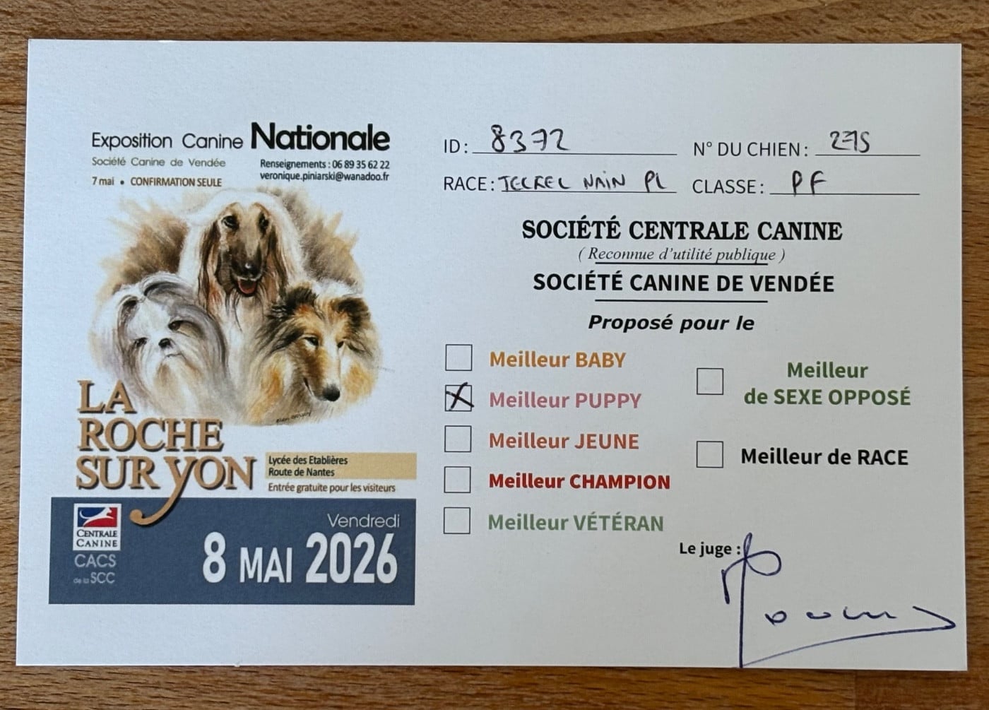 Azumi Des Pinscheboules - 1 et Très Prometteur - Meilleur Puppy