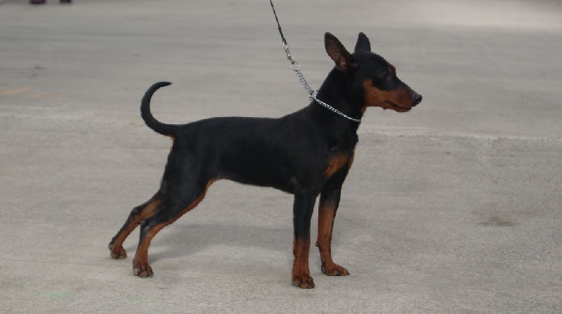 Jolie môme Des Pinscheboules - Trés Prometteur + MEILLEUR PUPPY