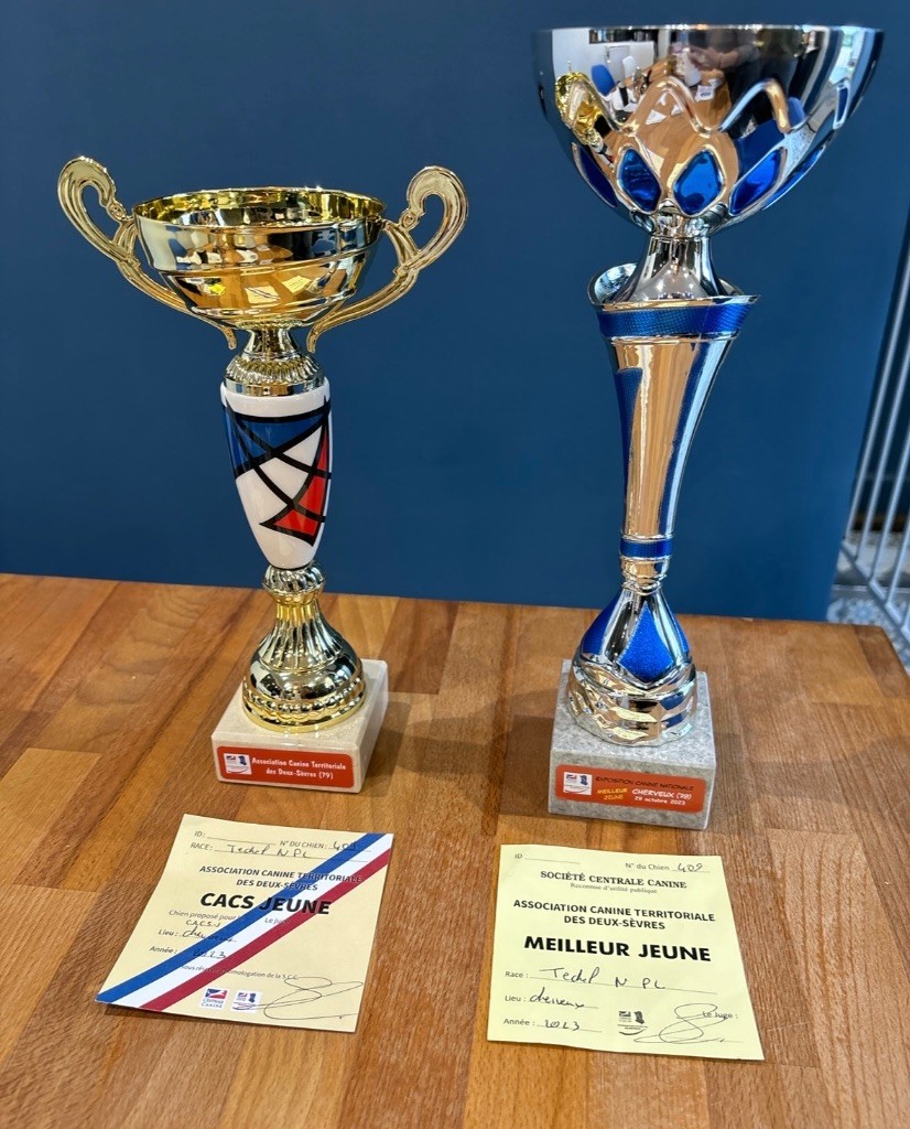 Trophy Des Anges De L'apocalypse - CACS JEUNE- 2 eme MEILLEUR JEUNE DU GROUPE 4