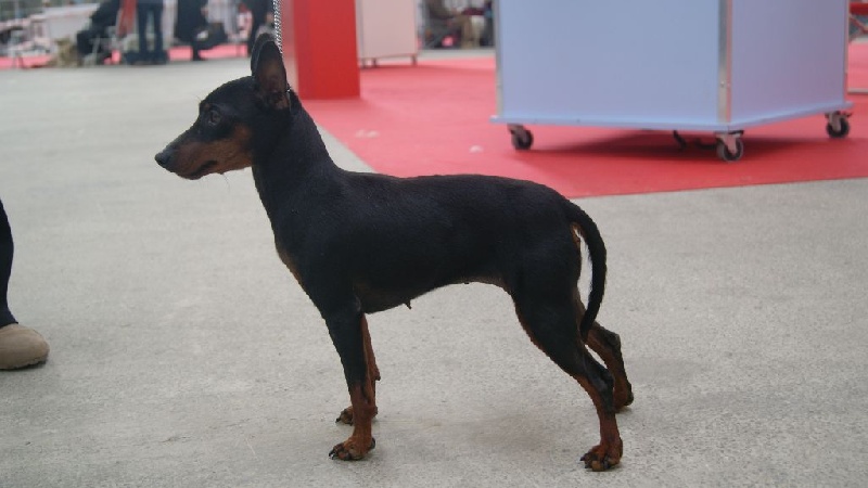 Houla hop Des Pinscheboules - 1er Exc CACS - CACIB